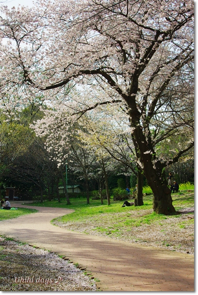 桜が満開♪　三ッ池公園_f0179404_21134746.jpg
