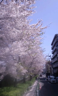 桜が綺麗ってお話_f0192306_0115072.jpg
