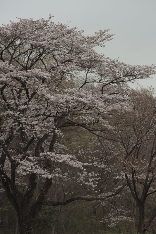 桜_c0121907_8431166.jpg