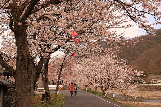 ”井原市　小田川の櫻並木”櫻シリーズ_a0140608_852514.jpg