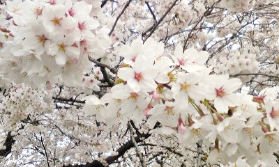 熊谷桜堤2010_e0098908_11333237.jpg