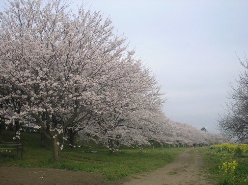 権現堂の桜_d0115409_6175310.jpg