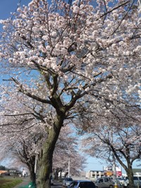 2010 04 10  milkaの焼き菓子_a0152310_1274941.jpg