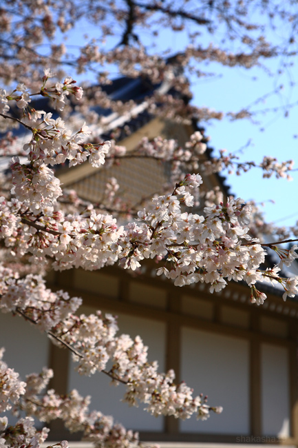 醍醐寺の桜(2010)　その2_f0181310_21312374.jpg