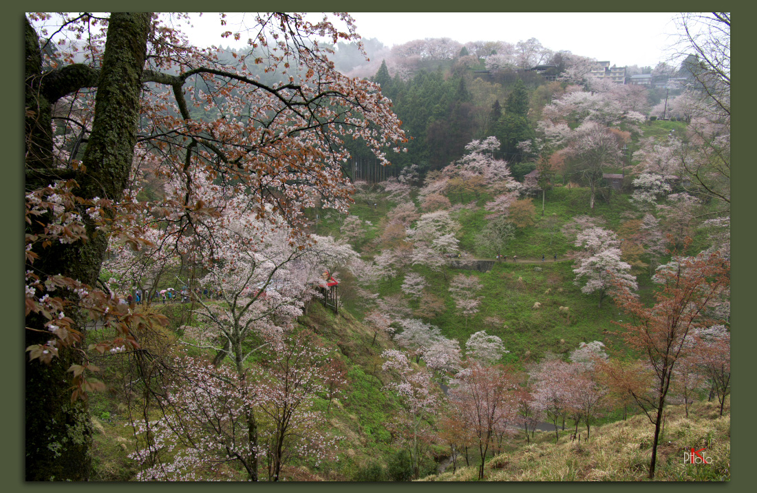 春桜・奈良（11-・・・）「吉野山」_f0221510_8471632.jpg