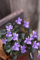 f0228710_116302.jpg