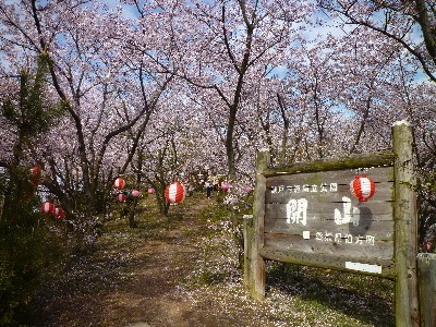 お花見日和♪_b0146414_7323169.jpg