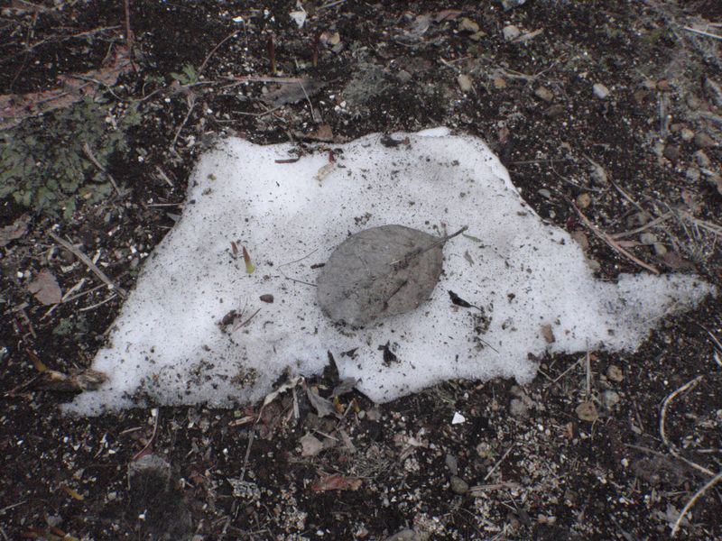 残雪最終日_c0025115_221386.jpg
