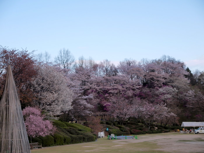 広島市植物公園の春の小道と桜など。。_c0116915_23592863.jpg