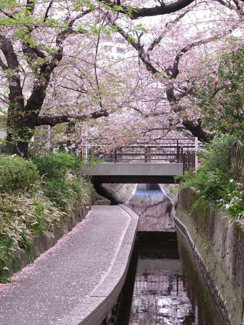 二ヶ領用水沿いと 渋川の桜 マンボウパソコンスール 悠々ブログ 二ヶ領用水沿いと 渋川の桜 マンボウパソコンスール 悠々ブログ