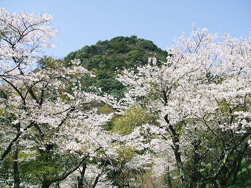 また来年ね。麗しの桜ちゃん。_f0192820_11181989.jpg