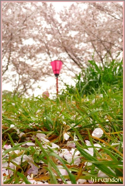 少し前の雨の日_f0213920_931538.jpg