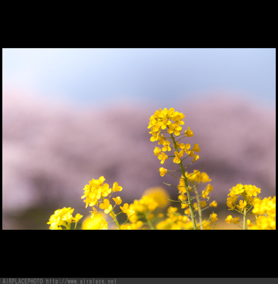 権現堂桜堤　どこまでも菜の花畑_f0086721_319550.jpg