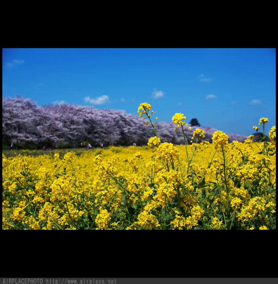 権現堂桜堤　どこまでも菜の花畑_f0086721_3201598.jpg