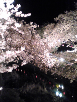 素敵な夜桜_a0152724_039722.jpg