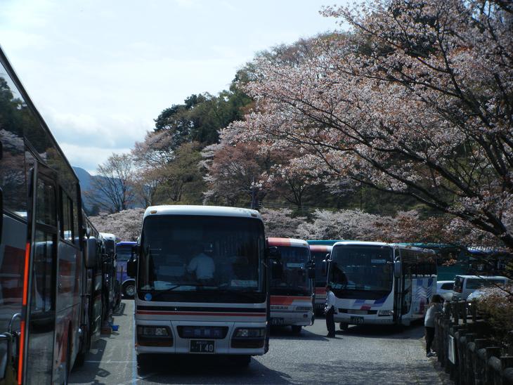 今年の桜は 長持ちしています_e0154524_20463212.jpg