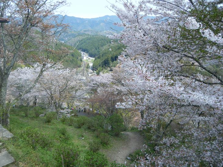 今年の桜は 長持ちしています_e0154524_2048348.jpg