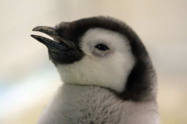 赤ちゃんは育つ 動物園放浪記