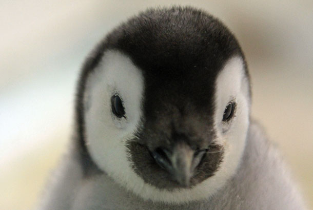 赤ちゃんは育つ 動物園放浪記