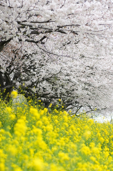 吉見の桜_f0040525_18363727.jpg