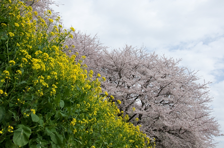 吉見の桜_f0040525_183644.jpg