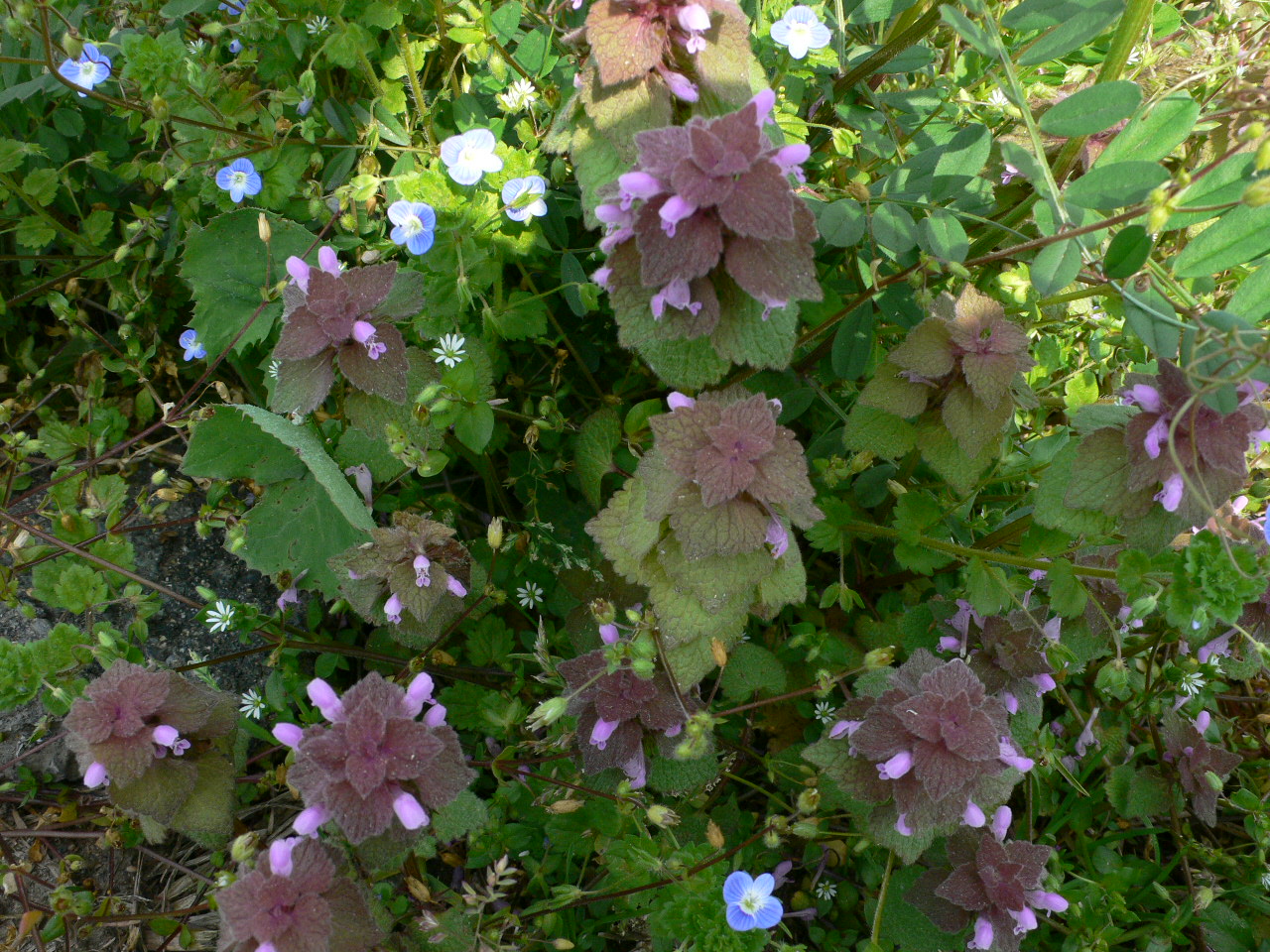 d0092026_21421269.jpg