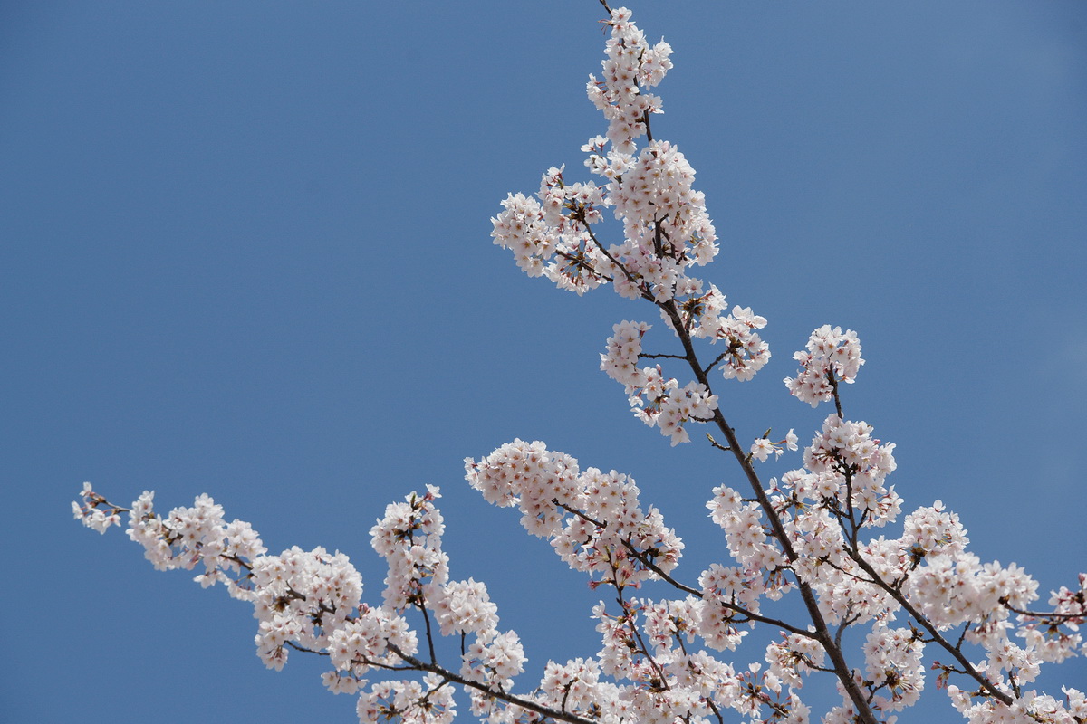 二郷半用水路沿いの満開桜_d0137627_0195466.jpg