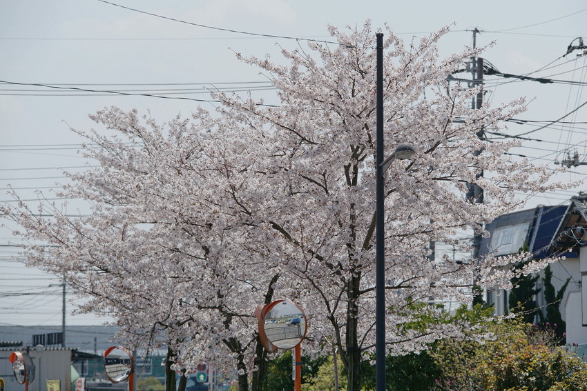 二郷半用水路沿いの満開桜_d0137627_0293411.jpg