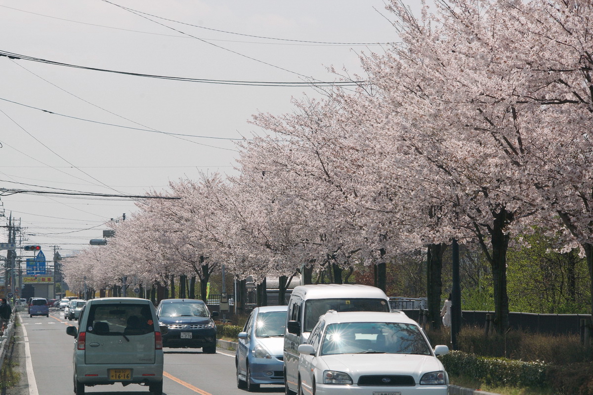 二郷半用水路沿いの満開桜_d0137627_094460.jpg