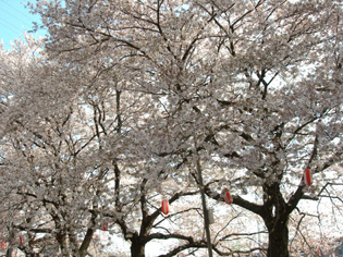 お花見day…北越谷元荒川堤は「桜の花びら」がひらひら〜♪_e0125731_6585816.jpg