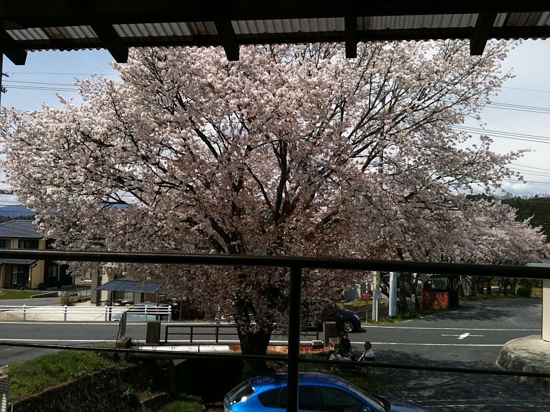 豆腐の味とインプレッサ1,5iと満開の桜_f0076731_16554397.jpg