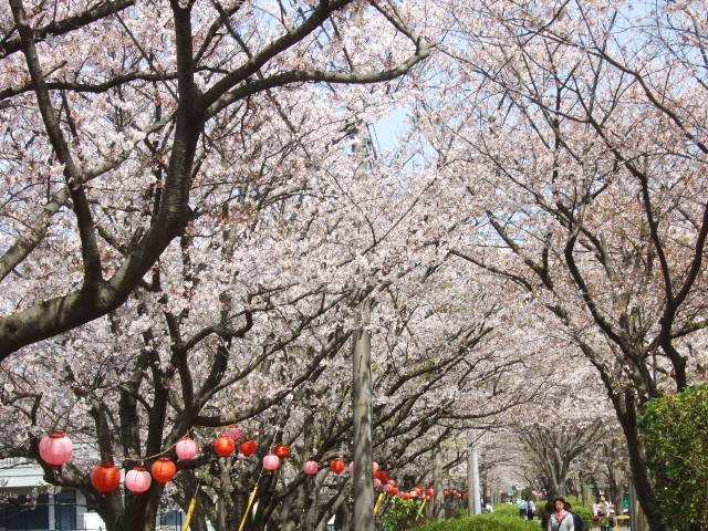 桜の花....珍しくもありませんが!_b0137932_10585192.jpg
