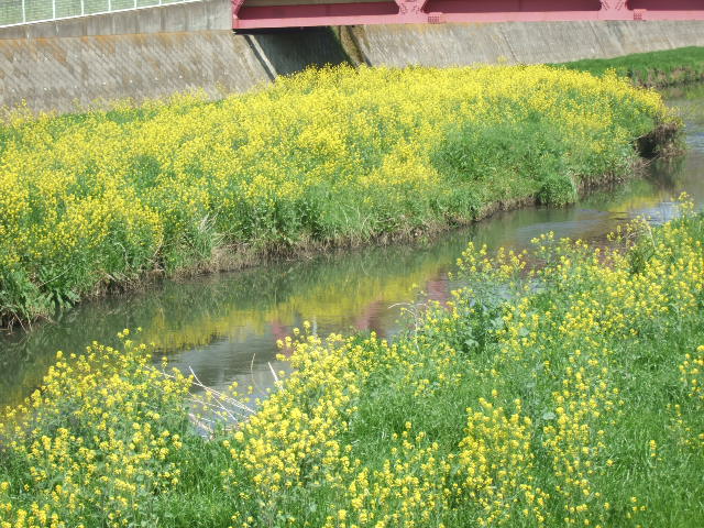 桜の花....珍しくもありませんが!_b0137932_1103595.jpg