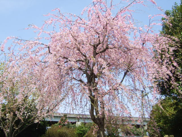 桜の花....珍しくもありませんが!_b0137932_11105735.jpg