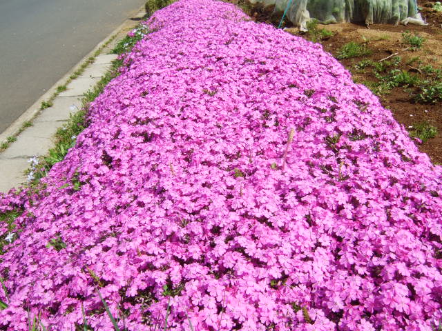 桜の花....珍しくもありませんが!_b0137932_11111872.jpg