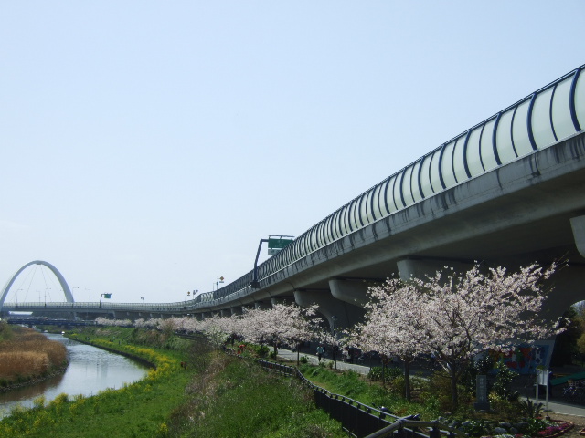 桜の花....珍しくもありませんが!_b0137932_119287.jpg