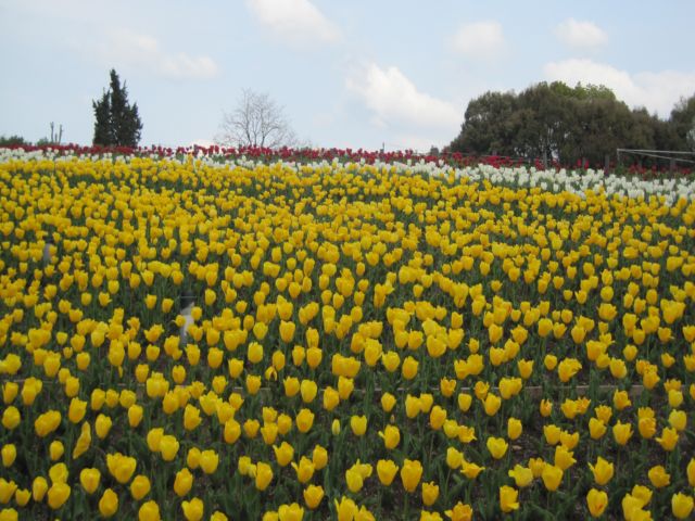 鶴見緑地公園その2　　大阪_b0180433_1859528.jpg