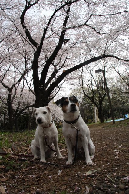 頂きました!_c0099133_1353113.jpg