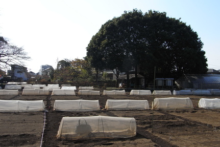 c0195134_11472078.jpg