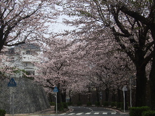 裏通りの桜並木_b0165236_11481988.jpg