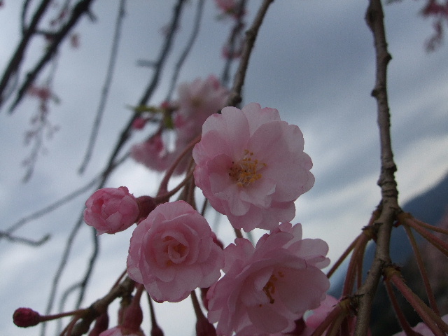 お花見*湯河原_b0165236_1205516.jpg