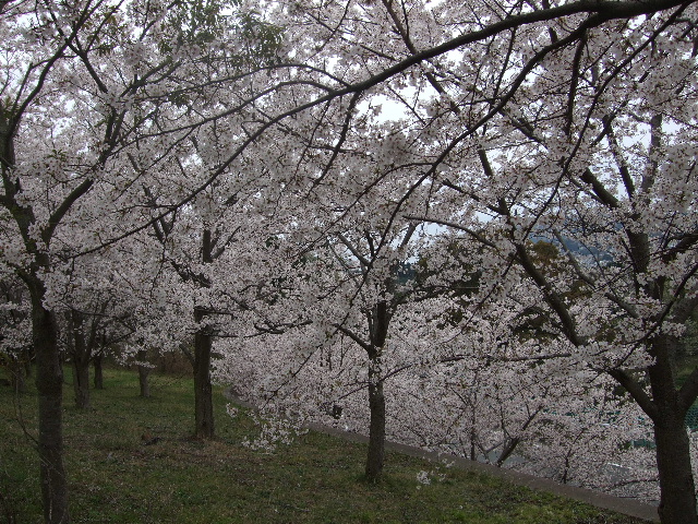 お花見*湯河原_b0165236_121178.jpg