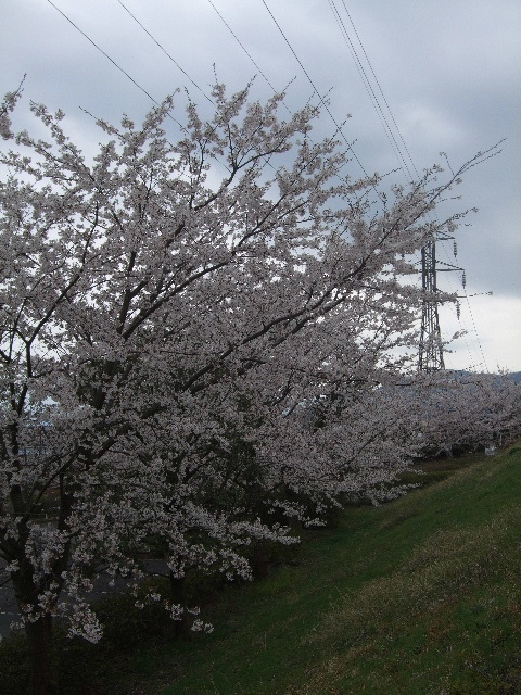 お花見*湯河原_b0165236_1285682.jpg