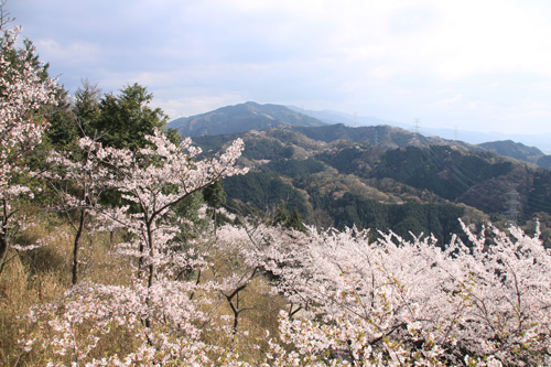 桜満開の二上山に楽々登山　　雌岳４７４．２ｍ　奈良県大阪府_d0055236_11272197.jpg