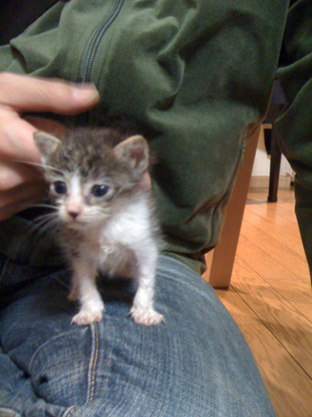 猫が来た ー子猫の飼い方ー 猫が来た ー子猫の飼い方ー