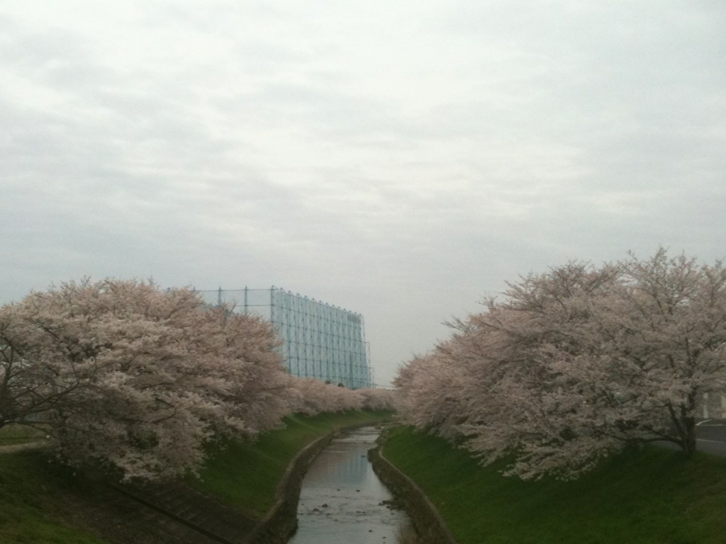 佐保川の桜_a0036139_13412681.jpg