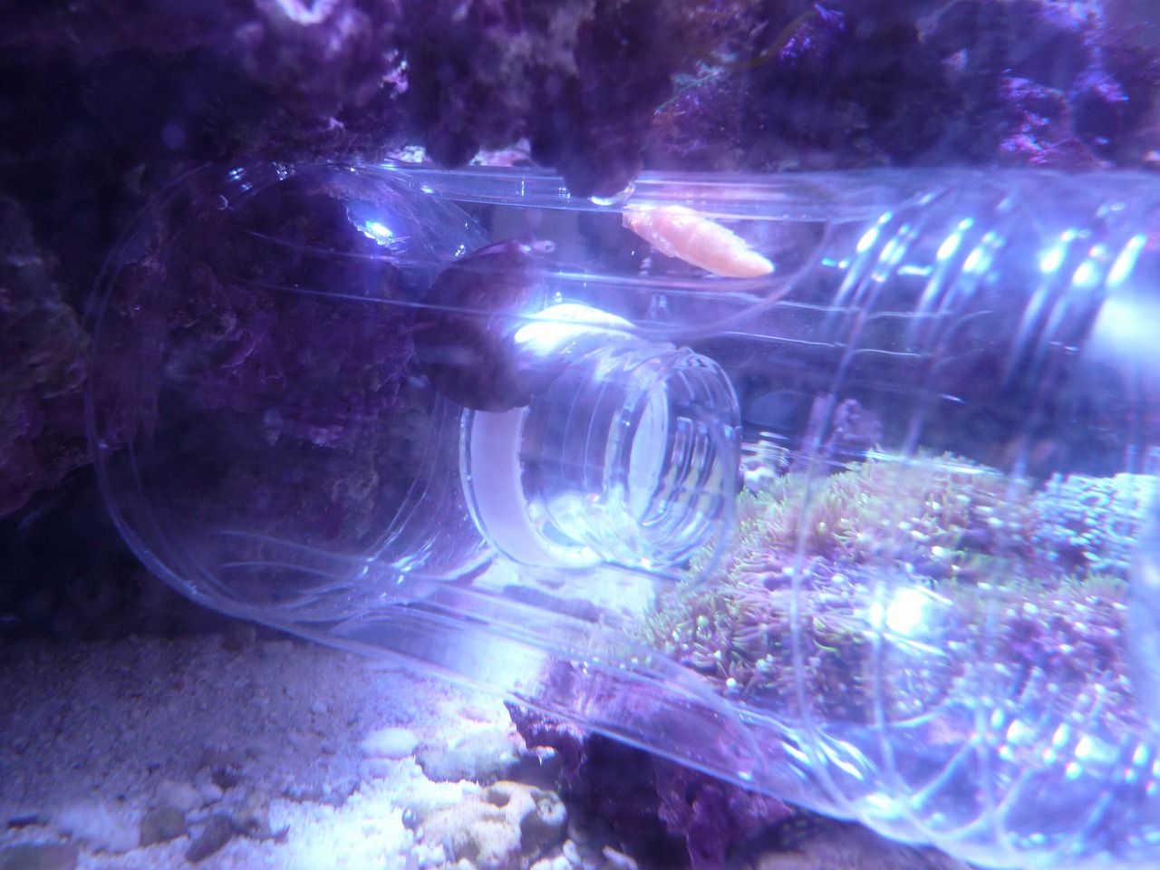 やっと れいパパの海水水槽奮闘記 やっと れいパパの海水水槽奮闘記