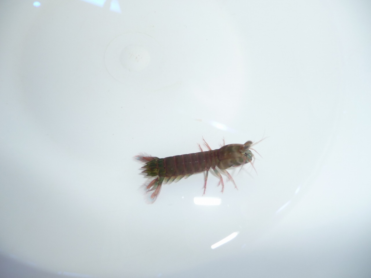 やっと れいパパの海水水槽奮闘記 やっと れいパパの海水水槽奮闘記