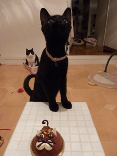 にゃぁいにゃい猫 空ろった編。_a0143140_213106.jpg
