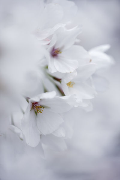 2010 \"SAKURA\"_d0141741_1742573.jpg